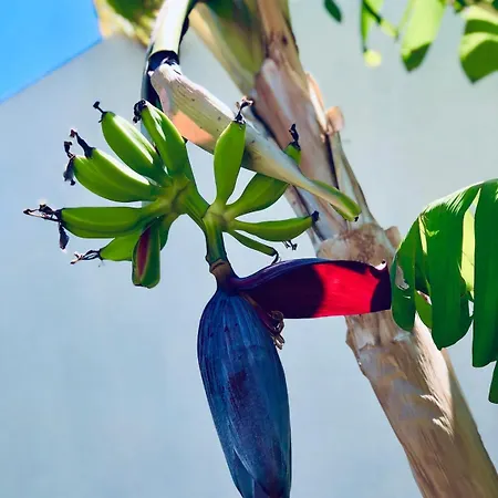 Soulbreeze Kos, Haus 4 Apartman