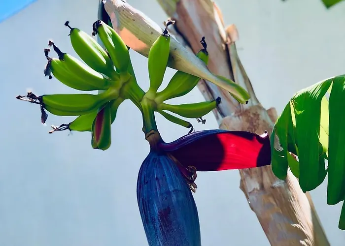 Soulbreeze Kos, Haus 4 Daire